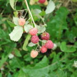 Raspberry – harvest beginning