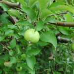 Apple – fruit development