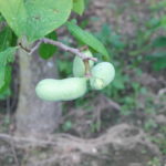 Pawpaw – fruit development