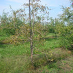Fig. 1. The sparse, unthrifty appearance of Phytophthora infected trees. Photo by Janna Beckerman.
