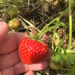 Strawberry harvest underway