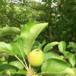Apples past 15mm – fruit drop complete