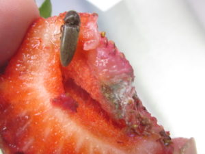 Figure 3. Click beetle feeding on ripe strawberry fruit