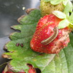 Figure 2. Yellow striped army worm feeding on strawberry fruit