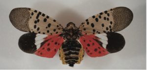 pretty colored moth
