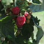 Red Raspberry Caroline at harvest