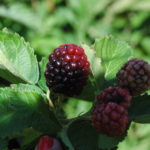 Blackberry Primocane at harvest