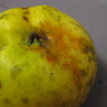 Figure 3. Although the names and fungal growth may appear different between fly speck and sooty blotch, this apple may be infected by the same fungus, or 20 different fungi! The answer to what species is infecting this apple is hidden in its DNA. Photo by Janna Beckerman.