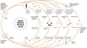 Figure 1 Apple replant disease cycle. Illustration credit: Indika Ratnayake from http://treefruit.wsu.edu/crop-protection/disease-management/apple-replant-disease