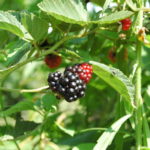 Picture of blackberry