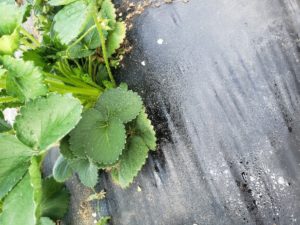 Figure 4: Honeydew residue from aphid infestations on plastic mulch. An indication of the pest, inhabiting the underside of the strawberry leaves.