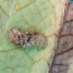 Figure 5: A syrphid fly larvae feasting on aphids in a developing bud (left) and under a microscope (right).