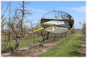 Figure 1. Oriental fruit moth monitoring trap in ‘Gold Rush’ block at Meigs Purdue Agricultural Center (Lafayette, IN). Photo: E. Y. Long