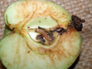 Figure 2. Caterpillar damage to apple. Photo: John Obermeyer, Purdue University