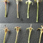 Figure 1. Pixie Crunch fruitlets, intact (above) and cut longitudinally (below). These are the same fruitlets in both photos.