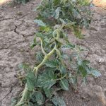 A tomato displaying epinasty (stem and petiole twisting), a symptom of auxinic herbicide exposure.