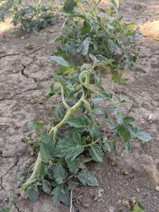 A tomato displaying epinasty (stem and petiole twisting), a symptom of auxinic herbicide exposure.