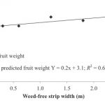 Figure 3. Fruit size of ‘Navaho’ blackberries increased as weed-free strip width increased. (Note: 1 m = 3.3 ft).