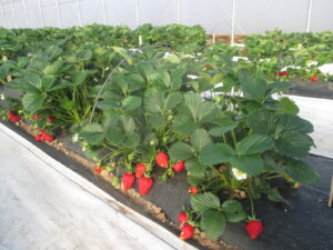 Figure 1. Strawberries are growing in a high tunnel. 