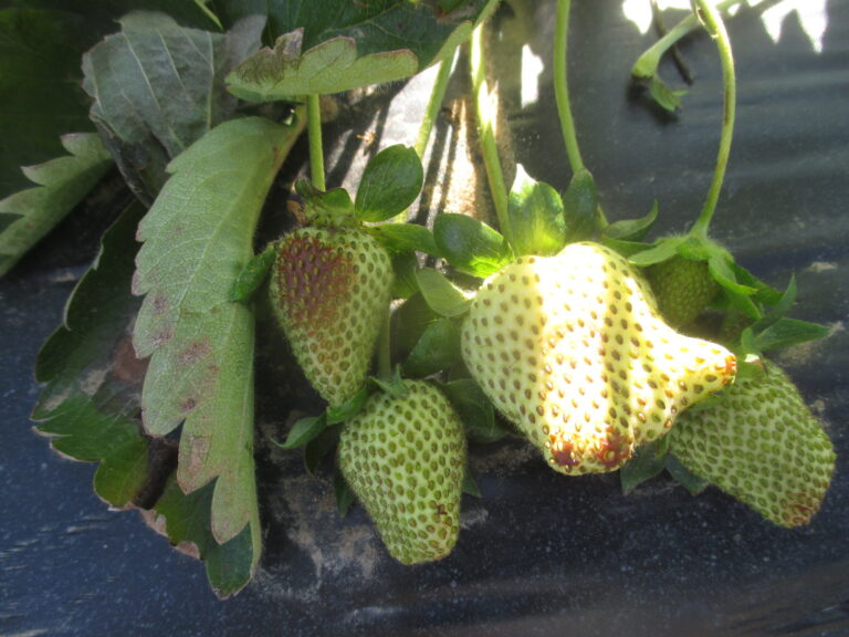 What Factors Affect Strawberry Flavor? Purdue University Facts for