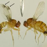 Figure 3. Male (A) and female (B) specimens of the spotted wing Drosophila vinegar fly. Arrows indicate diagnostic characters on male and female flies. Photo: J. Obermeyer, Purdue University