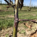 Figure 1. A single canker can kill a young tree or rootstock. This year, bot canker was mistaken for fire blight by several growers.