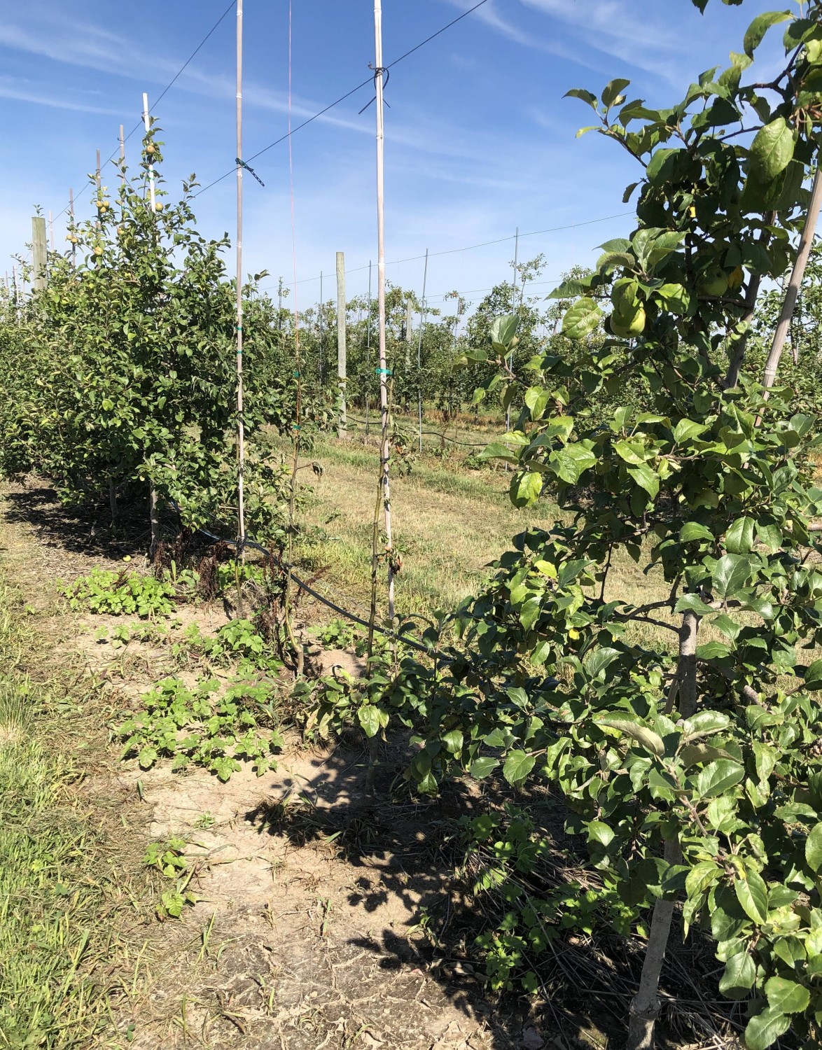 Gala Apple on G.969 - Cummins Nursery - Fruit Trees, Scions, and