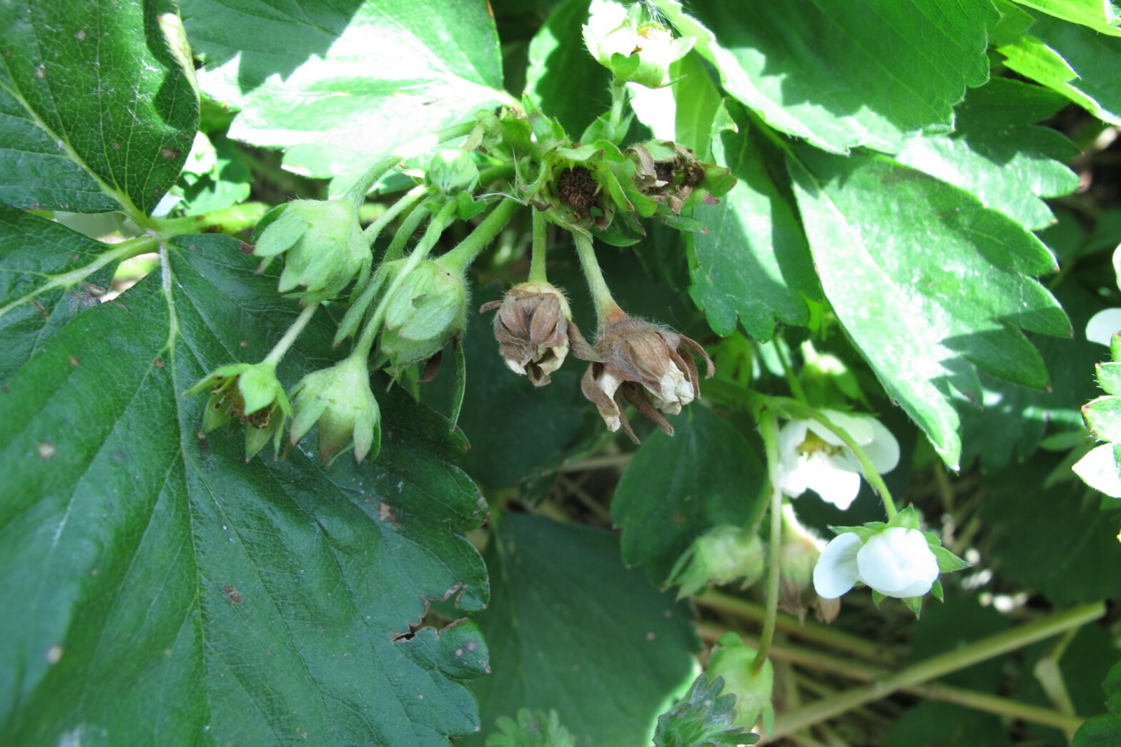 Strawberry Disease Management Purdue University Facts for Fancy Fruit