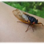 Figure 2 An adult periodical cicada on my arm.