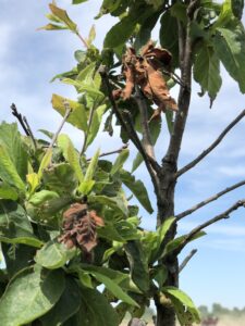 Figure 3. Fire blight still caused infection of freeze-killed blossoms in highly susceptible varieties like Gala and Fuji, or in quince, as seen here. Photo by Janna Beckerman.