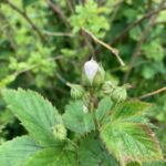 Thornless blackberry: pre-bloom