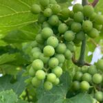 Grape – fruit growing and approaching veraison