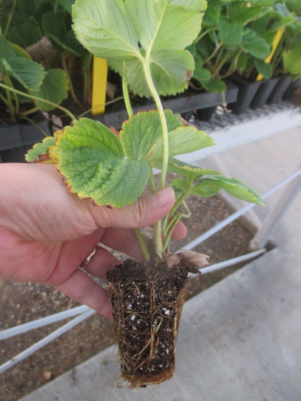 Getting Ready to Plant Strawberries in a Plasticulture System — Planting Materials Purdue