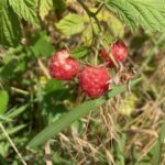 Red raspberry – harvest beginning