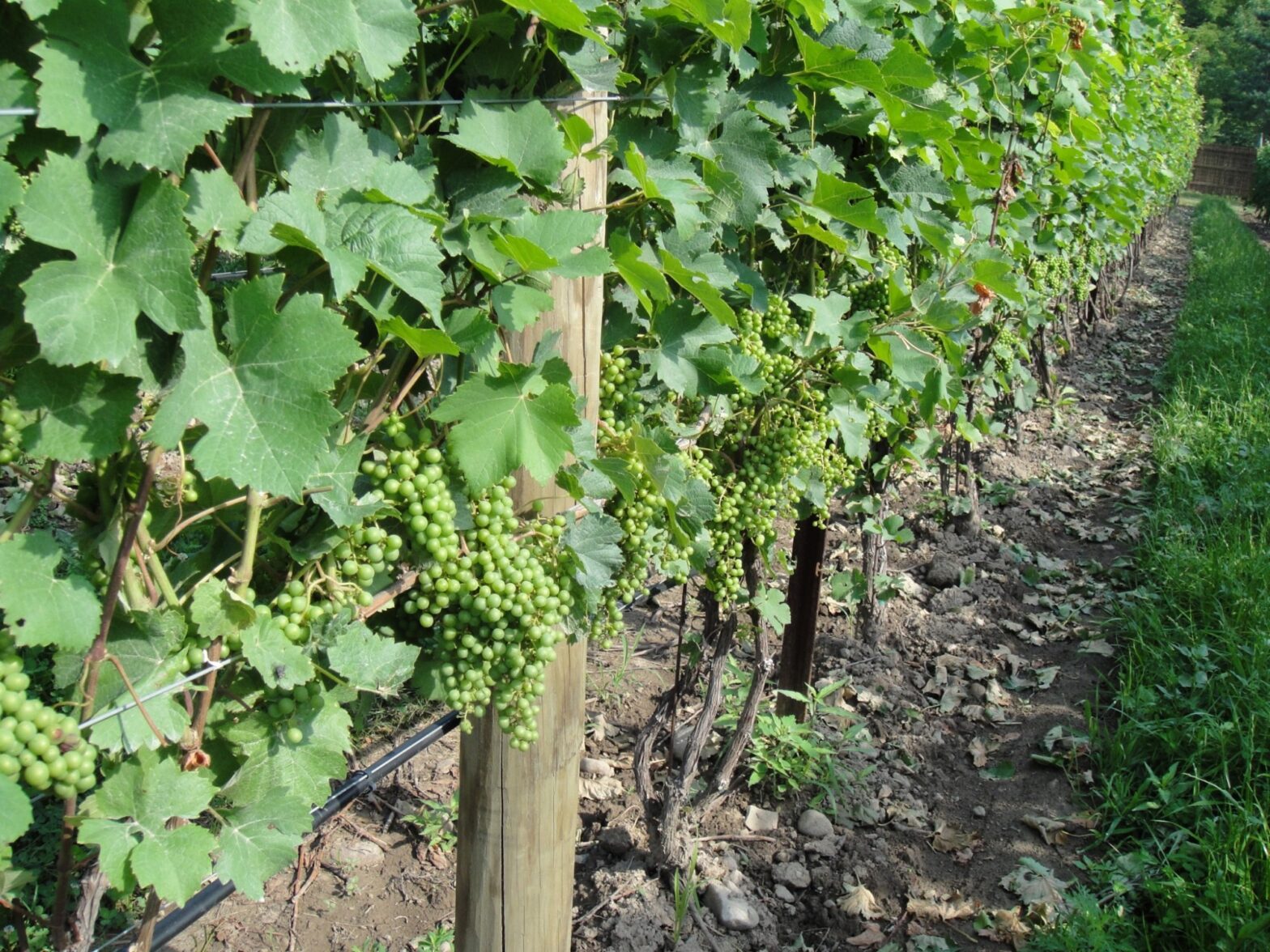 Grapevine leaf removal | Purdue University Facts for Fancy Fruit