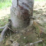 Figure 4. Infection at the rootstock-scion junction by Phytophthora resulted in the death of this tree. Photo by Mike Ellis.