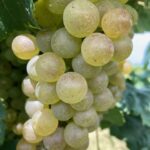 Grape- early to mid-season varieties are ripe