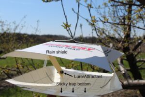 Figure 1. Example of a “wing trap” to monitor tree fruit moths. Photo: E. Y. Long