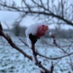 Peach flowers at the Purdue Meigs farm after snowfall on Monday April 18, 2022. Temperatures were not cold enough to cause significant damage.
