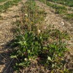 Figure 2. Canada thistle and dandelion are abundant in a strawberry field in Central Indiana, spring of 2021. Note that the dandelion has already gone to seed.