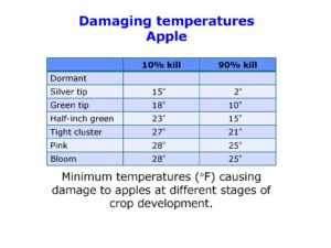 Minimum temperatures (°F) causing damage to apples at different stages of crop development.