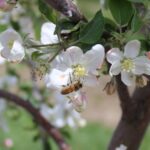 Figure 1. A honeybee visiting an apple blossom. Photo: E. Y. Long