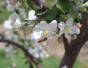 Figure 1. A honeybee visiting an apple blossom. Photo: E. Y. Long