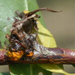 Figure 3. Brown rot blossom blight. Photo by Norm Lalancette, Rutgers University.