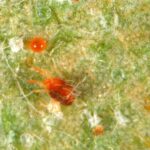 Figure 2. European red mite adult and egg on leaf surface (Photo: John Obermeyer, Purdue Entomology)