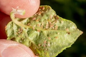 Figure 3. Rosy apple aphids and their white cast-off skins on the underside of an apple leaf. Photo: John Obermeyer, Purdue Entomology