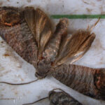 Figure 1. Codling moth, with wings spread, in a trap. Photo: John Obermeyer, Purdue University