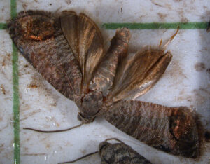 Figure 1. Codling moth, with wings spread, in a trap. Photo: John Obermeyer, Purdue University