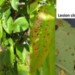Figure 1. XAP leaf spot symptoms on various stone fruit. Photo by Janna Beckerman