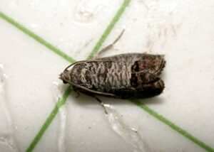 Figure 1. Codling moth captured in a wing trap. Photo: John Obermeyer, Purdue University